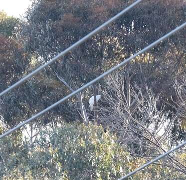 Image of Grey Goshawk