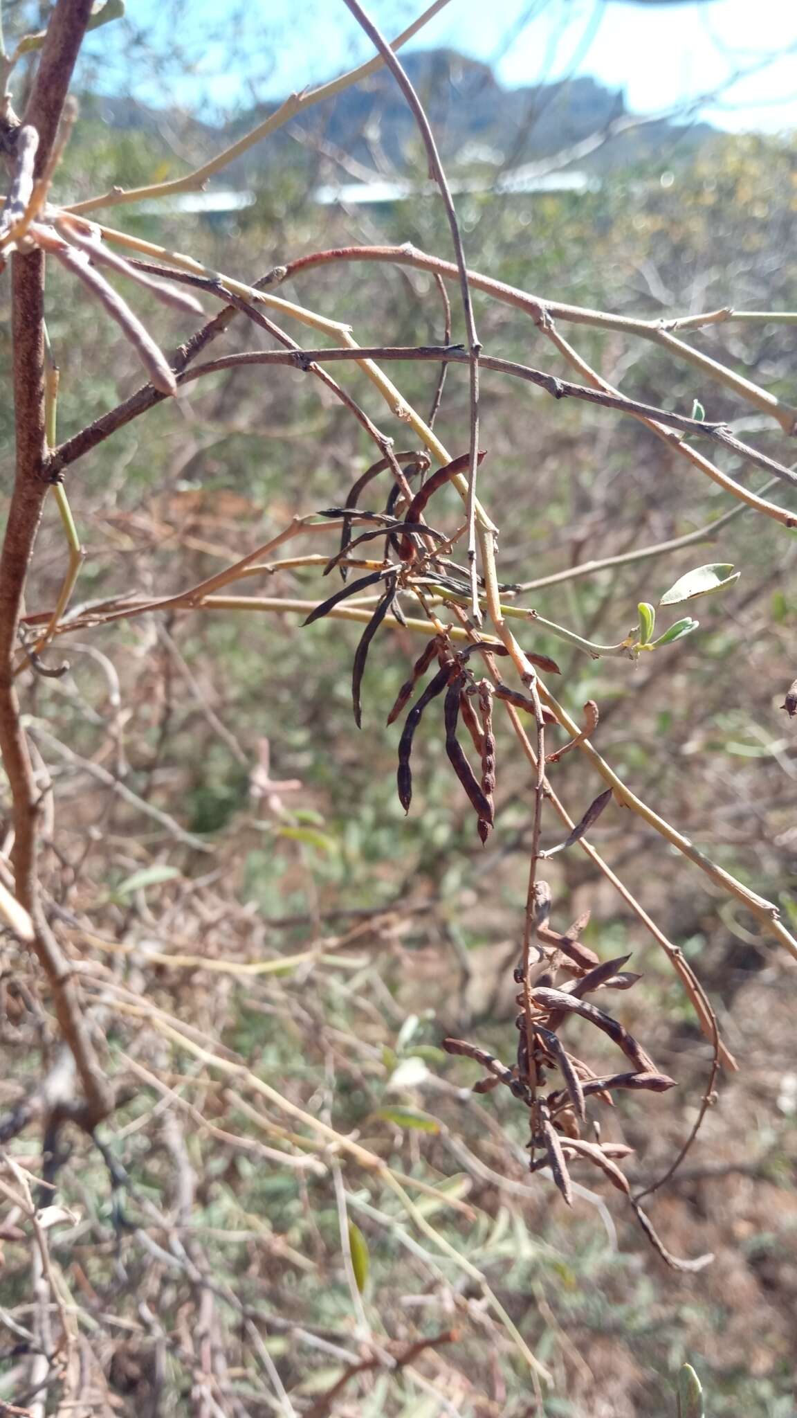 صورة Indigofera oblongifolia Forssk.