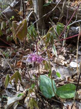 Image of <i>Epimedium grandiflorum</i> var. <i>thunbergianum</i>