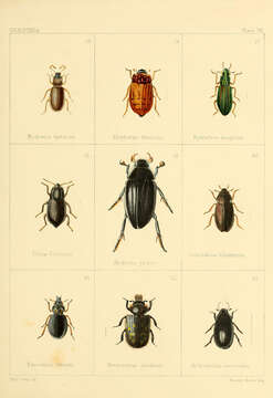 Image of Lesser silver water beetle