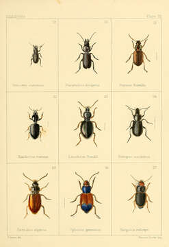 Image of Ground beetle