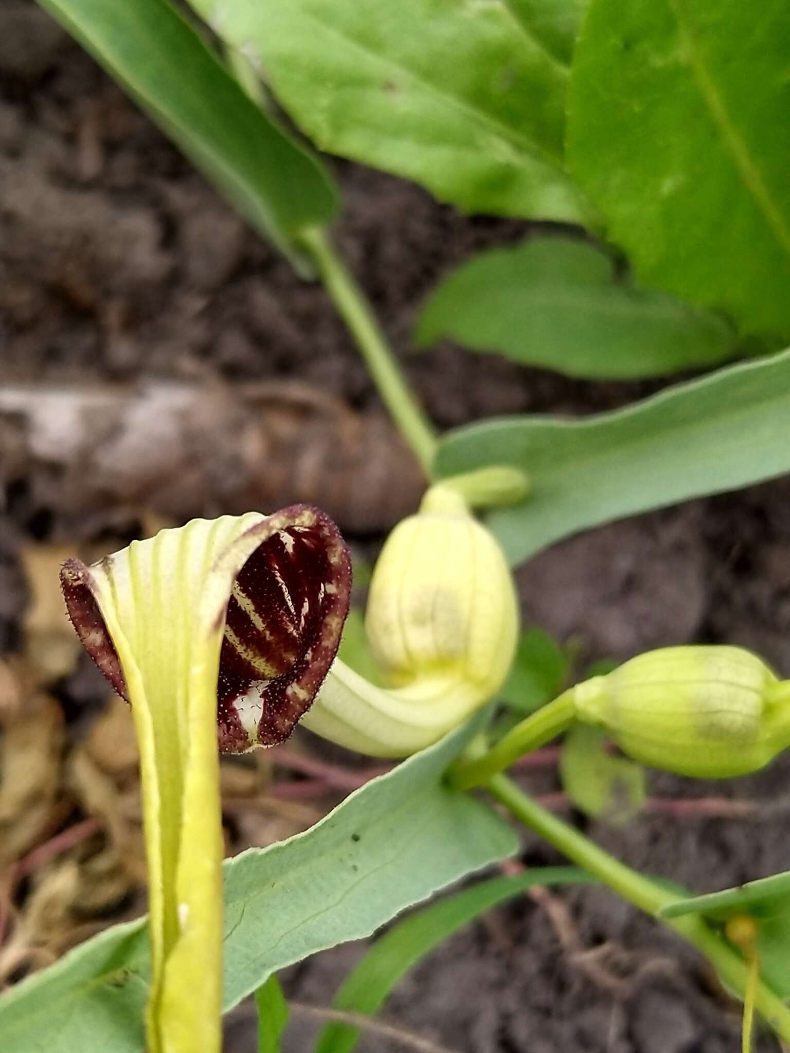 Image of Aristolochia angustifolia Cham.