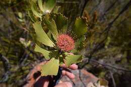 Plancia ëd Leucospermum winteri J. P. Rourke