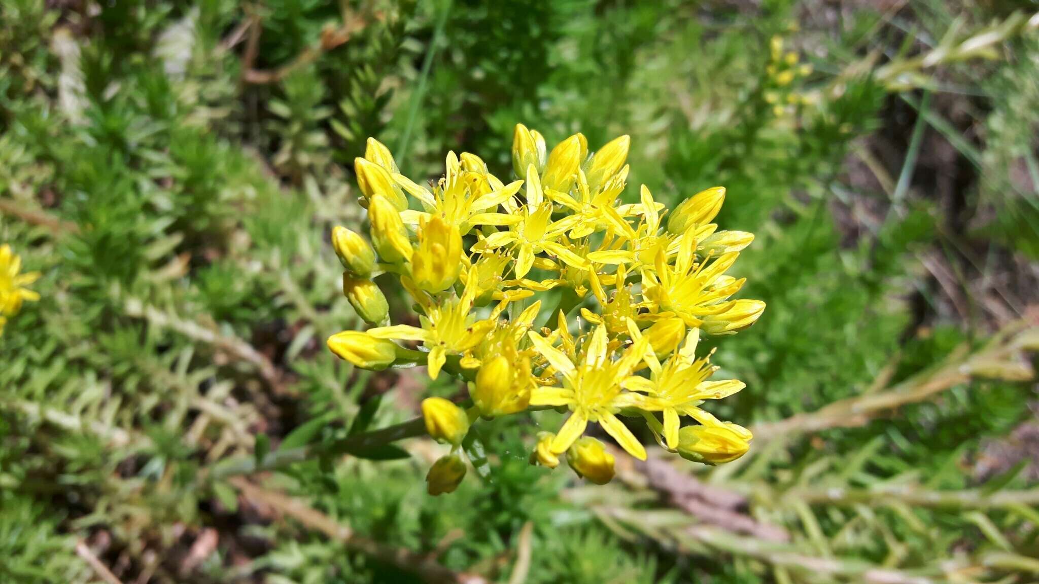 Image of Petrosedum rupestre (L.) P. Heath