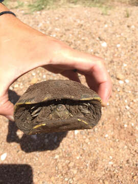 Image of Yellow Mud Turtle