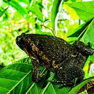 Image of Muller's toad