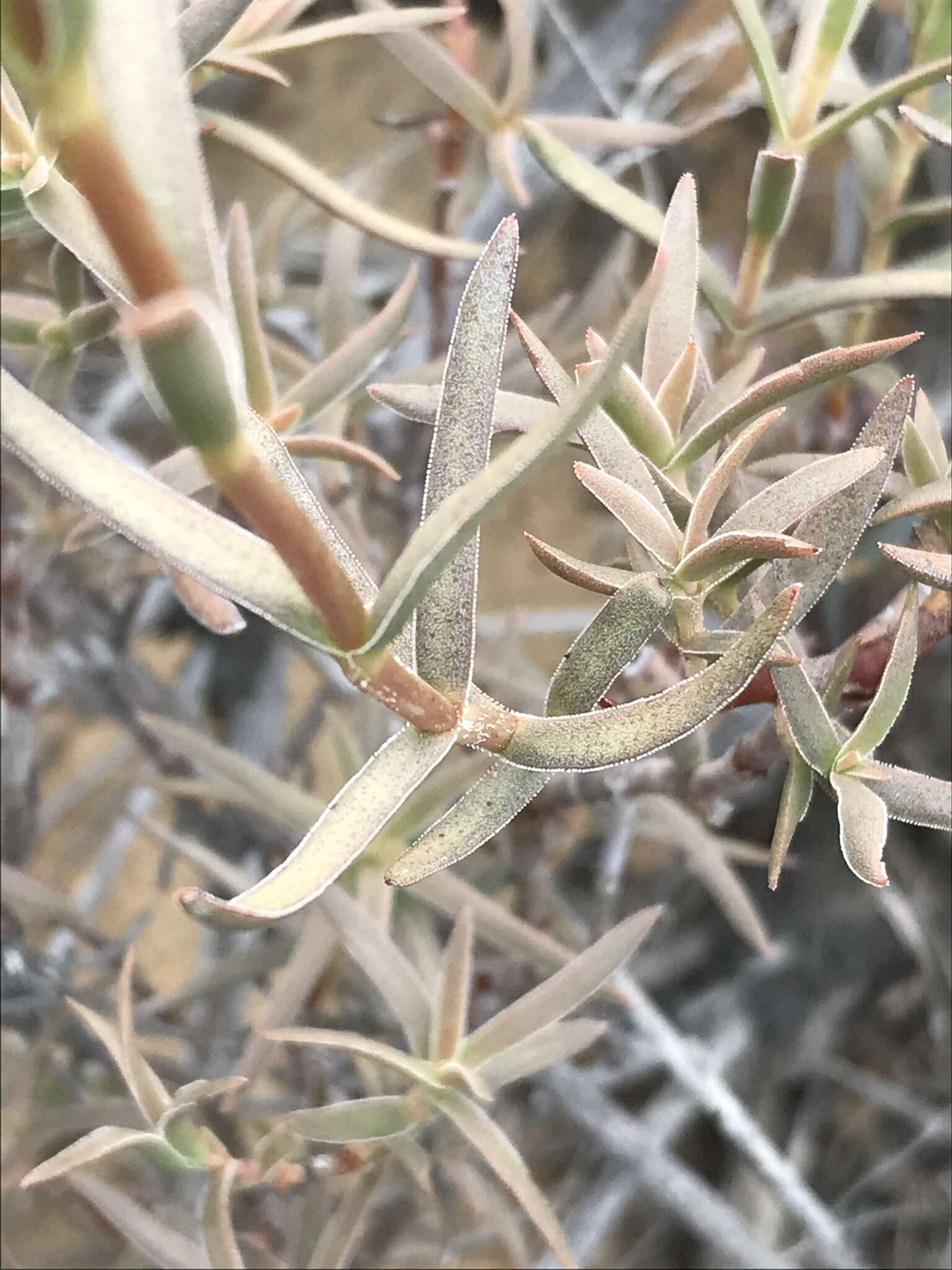 Image of Crassula cymosa Berg.