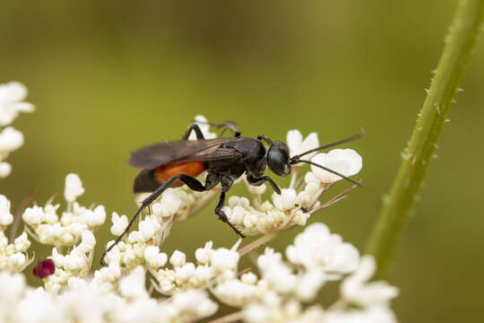 Image of Anoplius infuscatus (Vander Linden 1827)