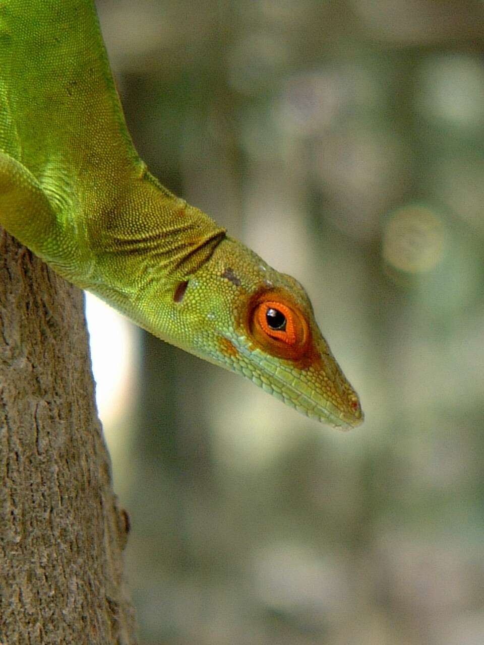 Image of Plymouth Anole