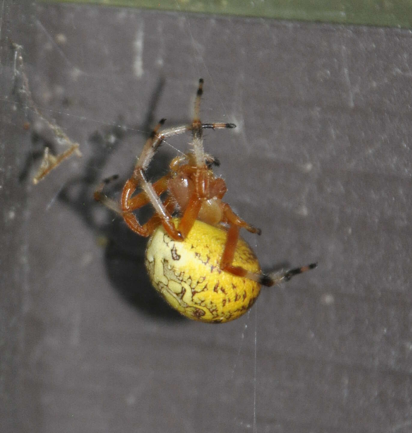 Image of Angulate & Roundshouldered Orbweaver