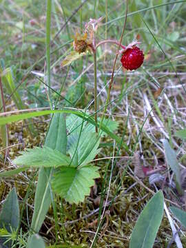 Image of woodland strawberry