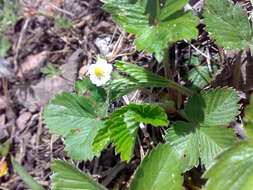 Image of woodland strawberry