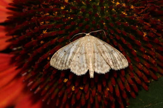 Image of small fan-footed wave