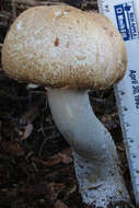 Image of Agaricus nanaugustus Kerrigan 2016