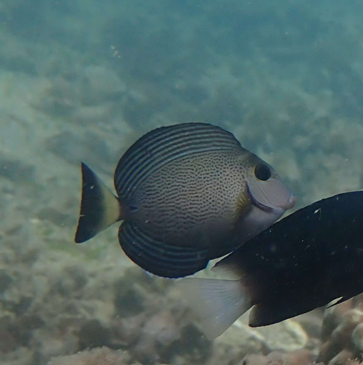 Image of Finelined Surgeonfish