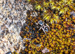 صورة Habronattus borealis (Banks 1895)