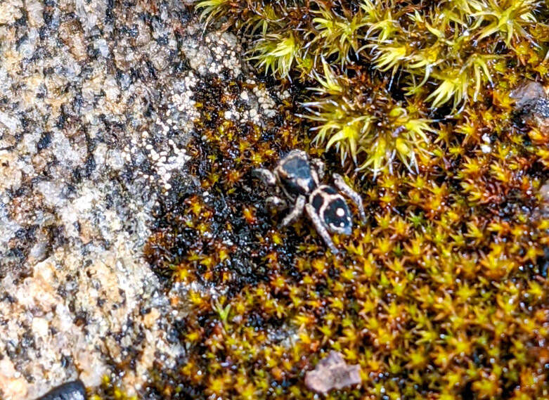 صورة Habronattus borealis (Banks 1895)