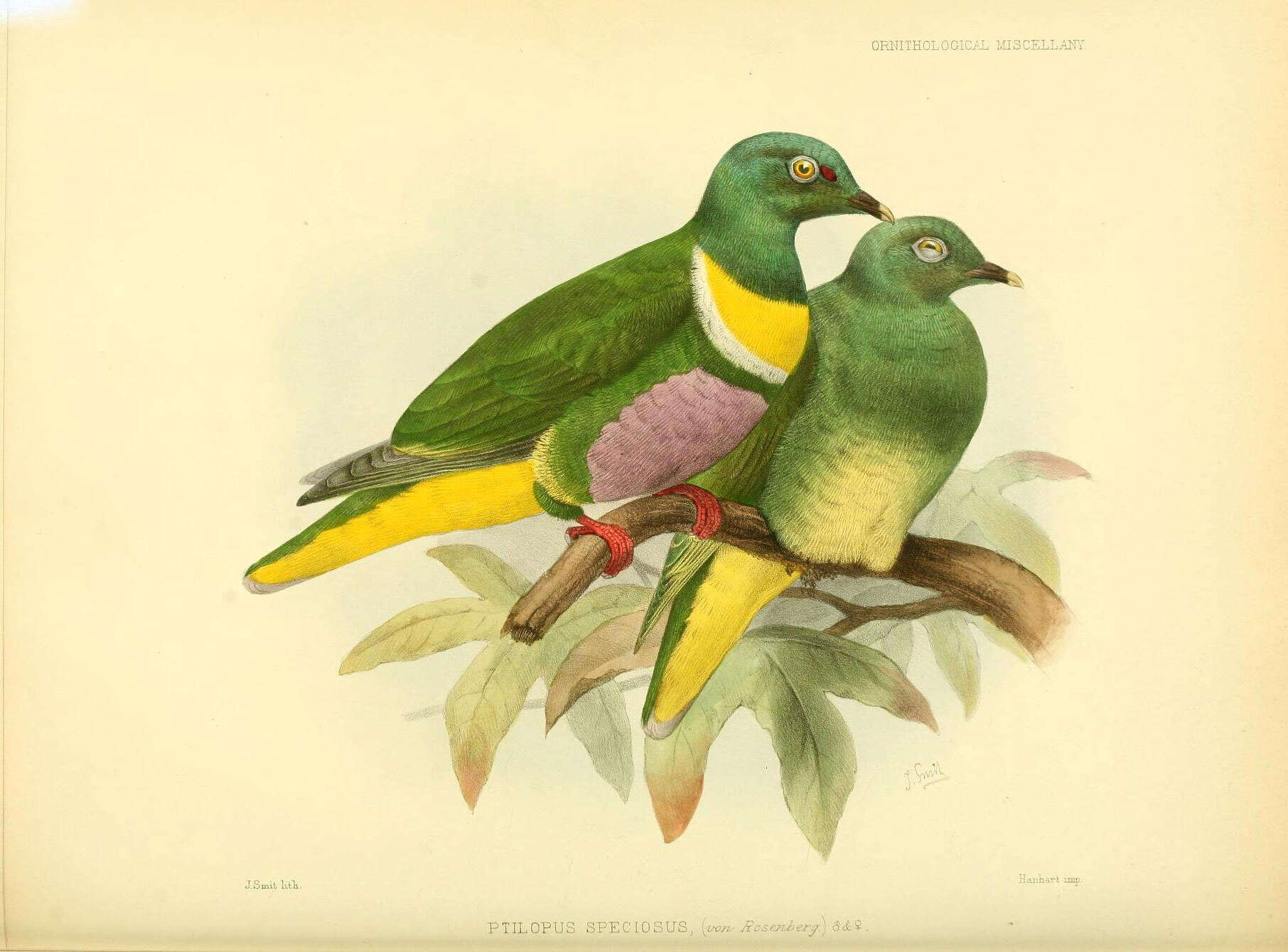 Image of Yellow-banded Fruit-dove