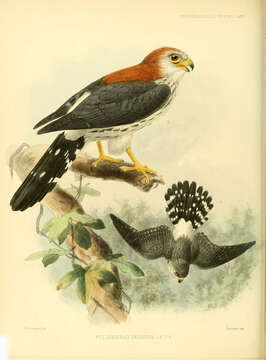 Image of Fielden's Falconet