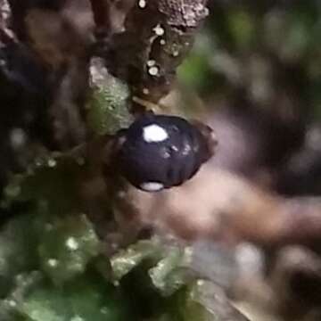 Image of Globular springtail