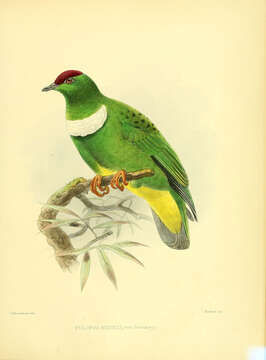 Image of White-bibbed Fruit Dove