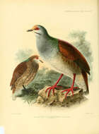 Image of Buff-fronted Quail-Dove