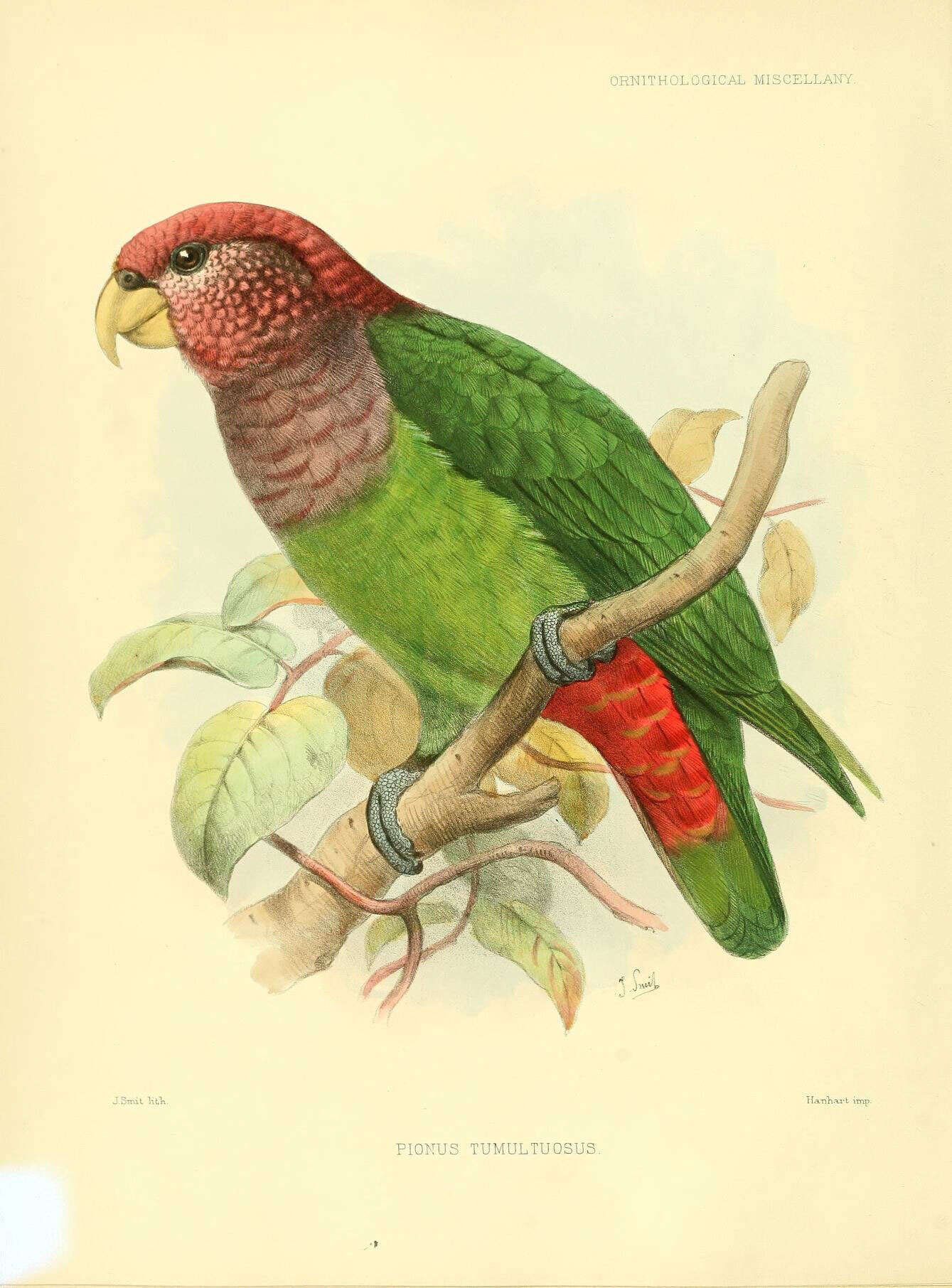 Image of Speckle-faced Parrot