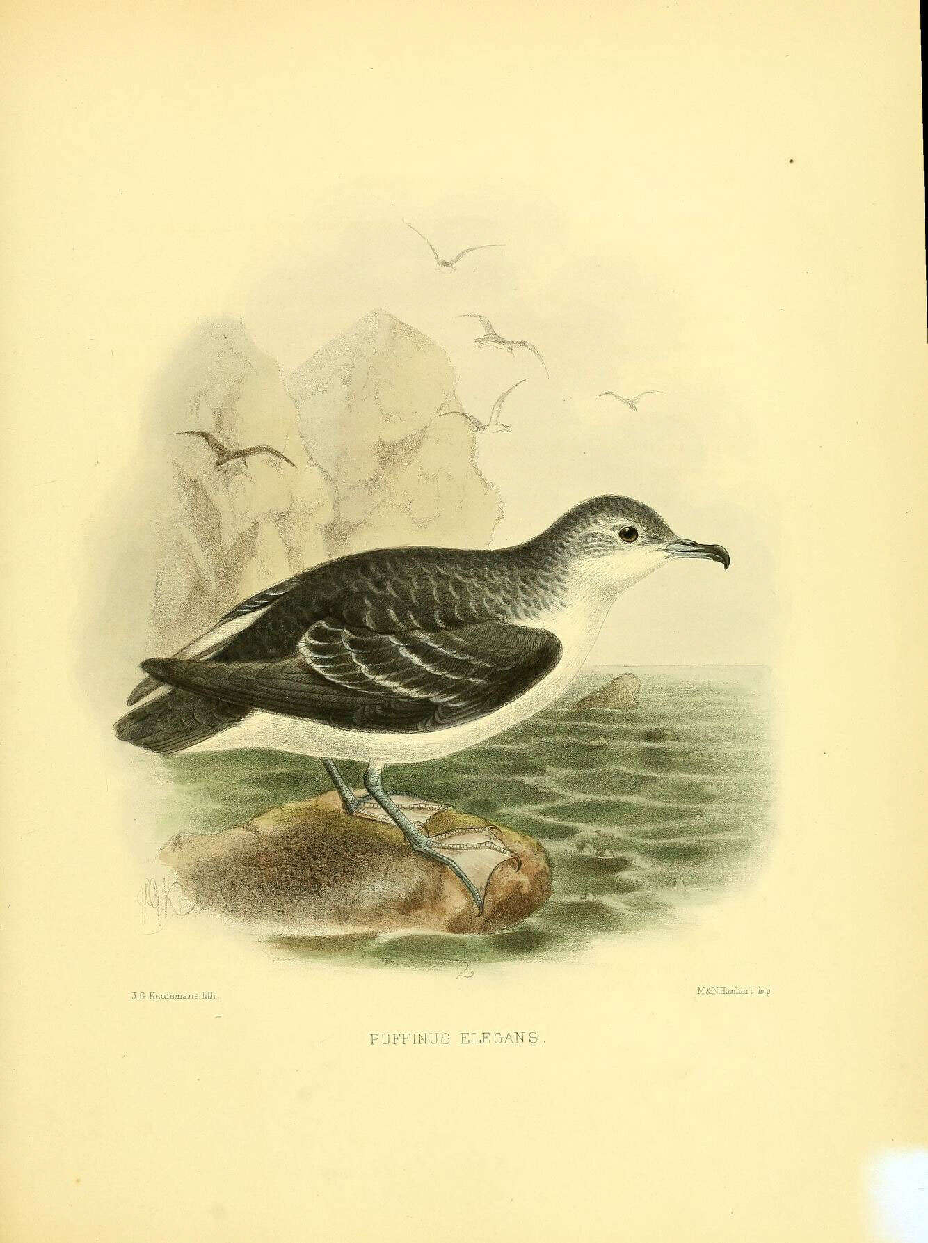 Image of Little Shearwater