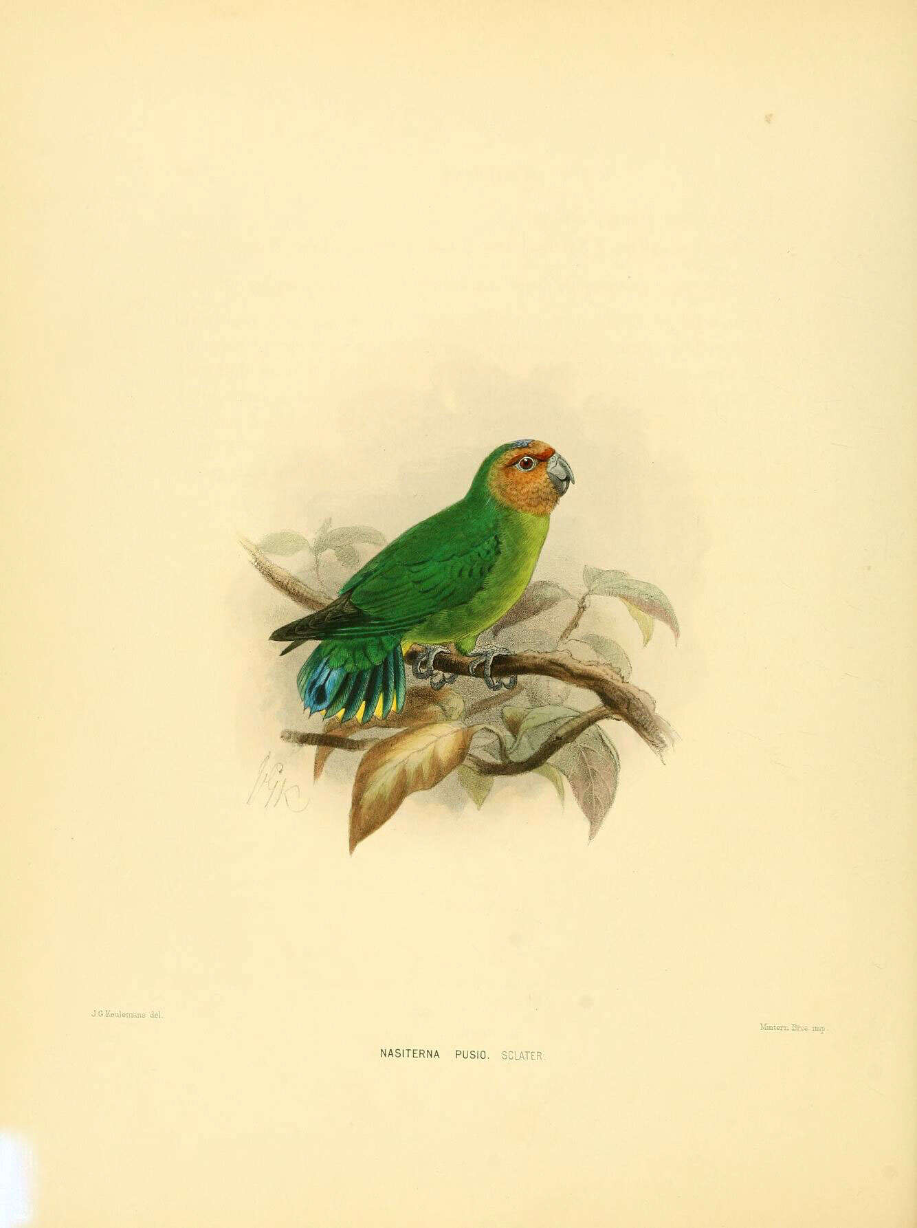 Image of Buff-faced Pygmy Parrot