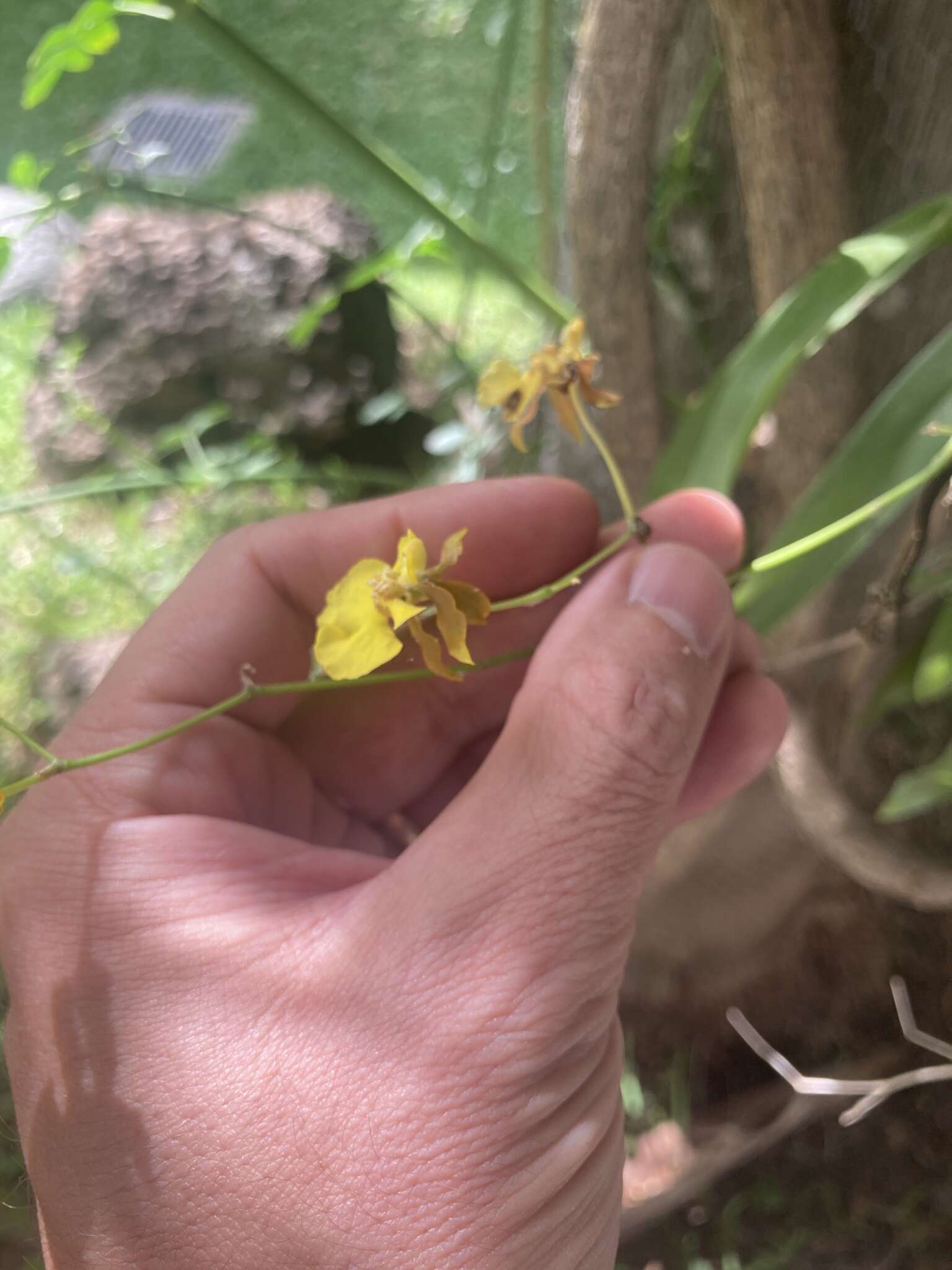 Image of Oncidium reflexum Lindl.