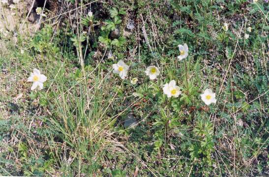 Image of Anemone sylvestris subsp. ochotensis (Fisch.) Petrovski