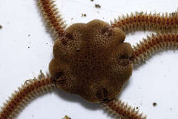 Image of brittlestar