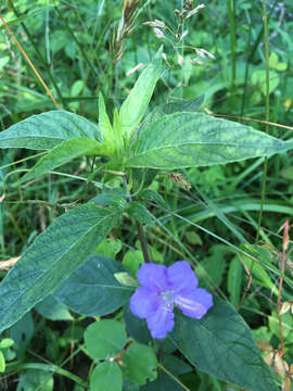 Imagem de Ruellia caroliniensis (J. F. Gmel.) Steud.