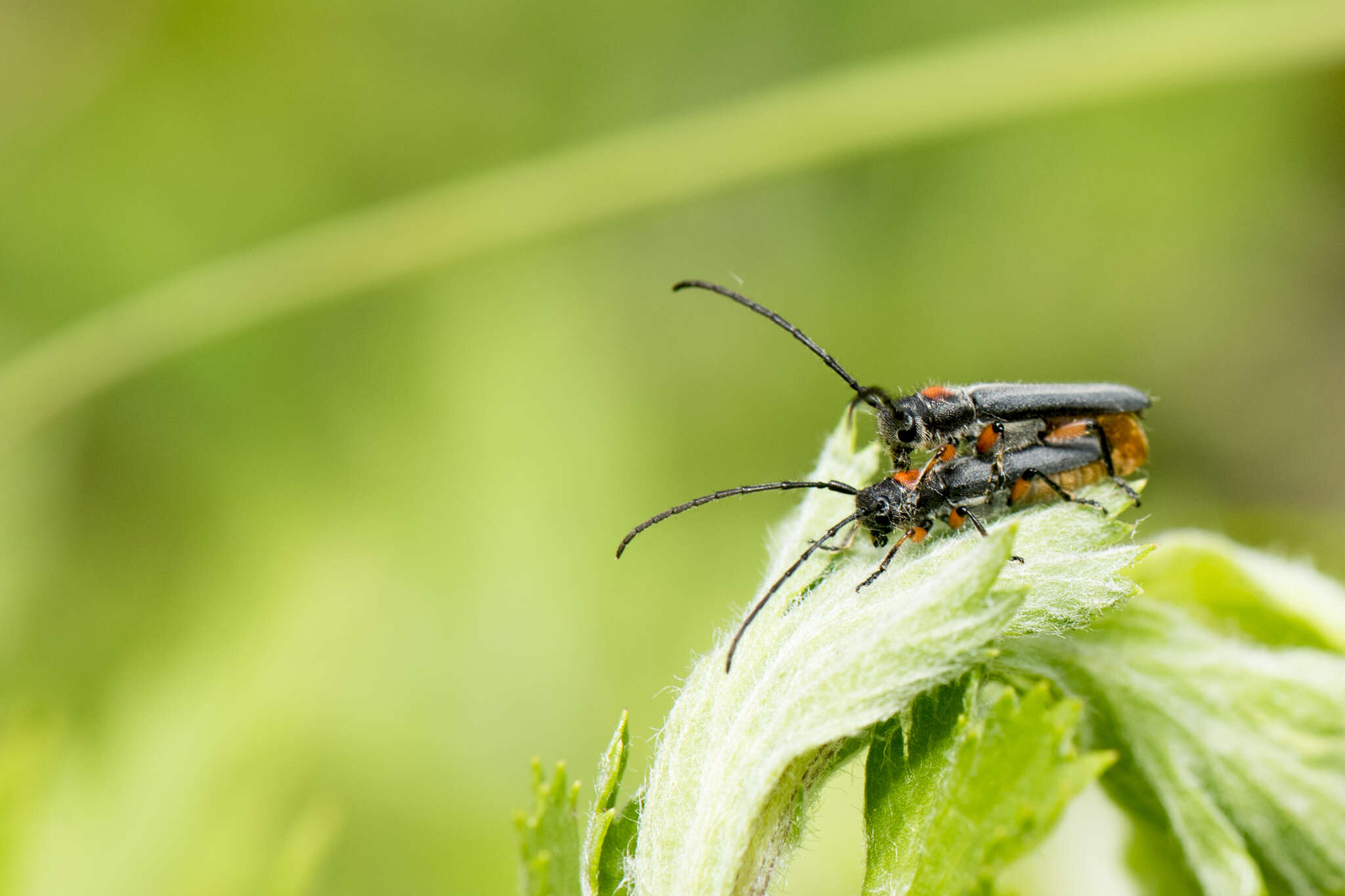 Слика од Phytoecia rufiventris Gautier 1870