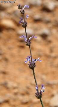 Imagem de Nepeta glomerata Montbret & Aucher ex Benth.