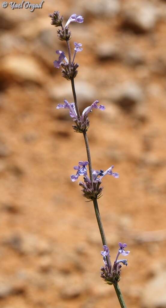 Image of Nepeta glomerata Montbret & Aucher ex Benth.