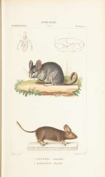 Image of chinchilla