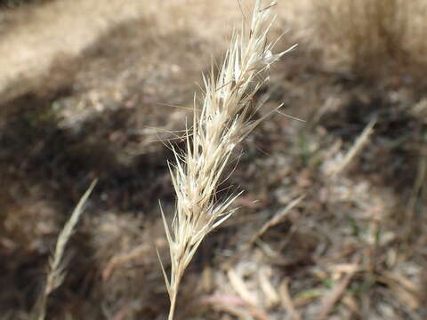 Plancia ëd Rytidosperma racemosum (R. Br.) Connor & Edgar