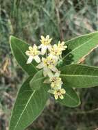 Image of oval-leaf milkweed