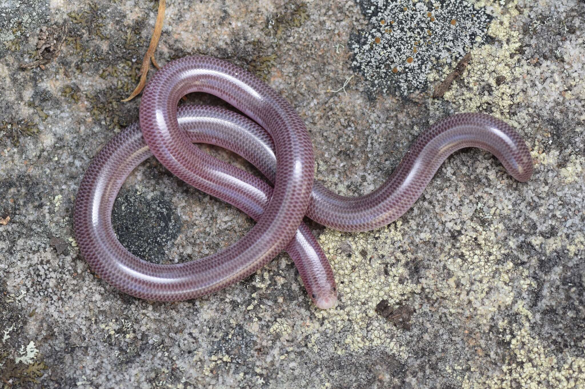 Image of Blackish Blind Snake