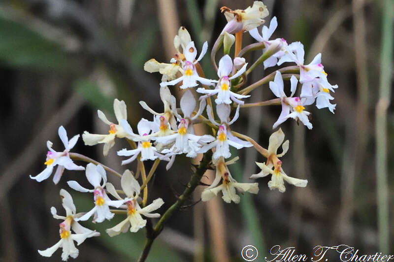 Image de Epidendrum blepharistes Barker ex Lindl.