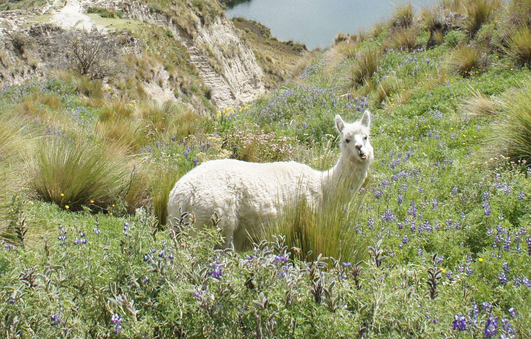 Image of llama