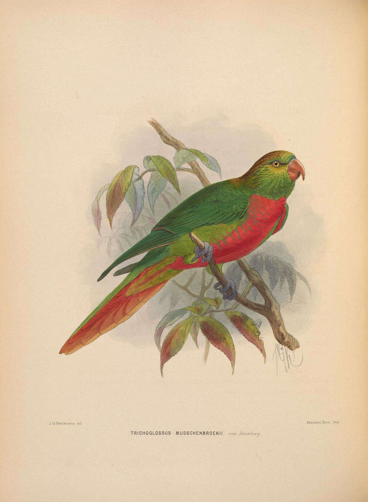 Image of Neopsittacus Salvadori 1875