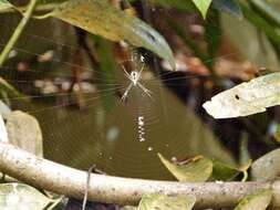 Image of Argiope dang Jäger & Praxaysombath 2009