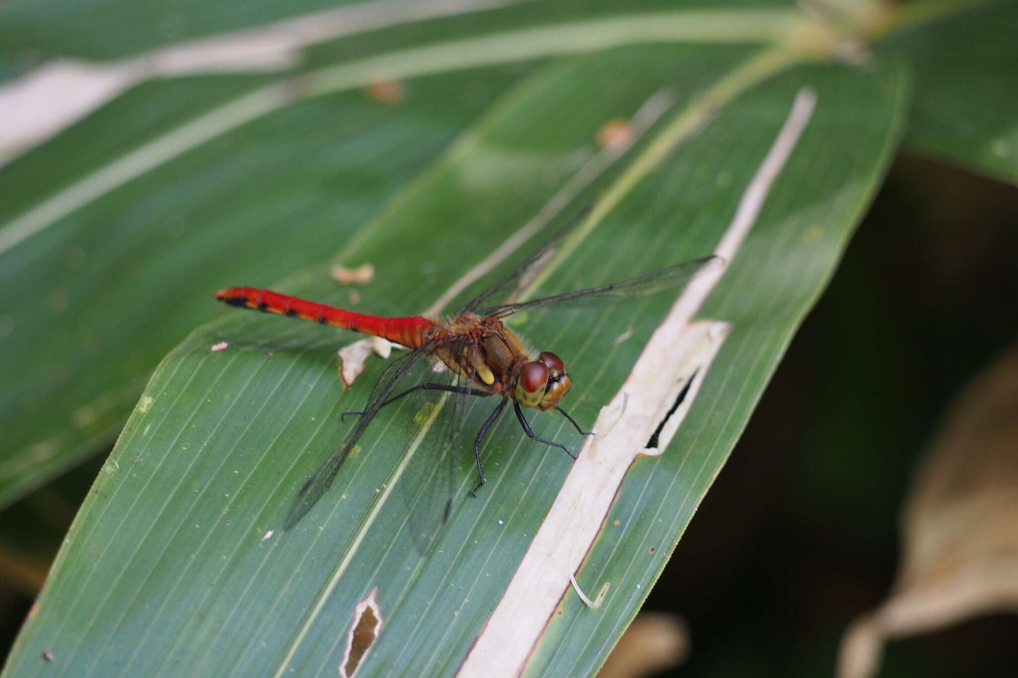 Image de Sympetrum frequens (Selys 1883)