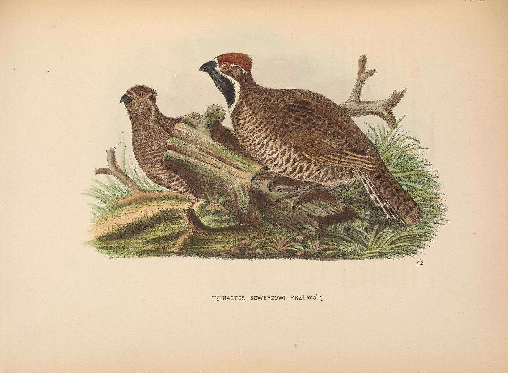 Image of Chinese Grouse