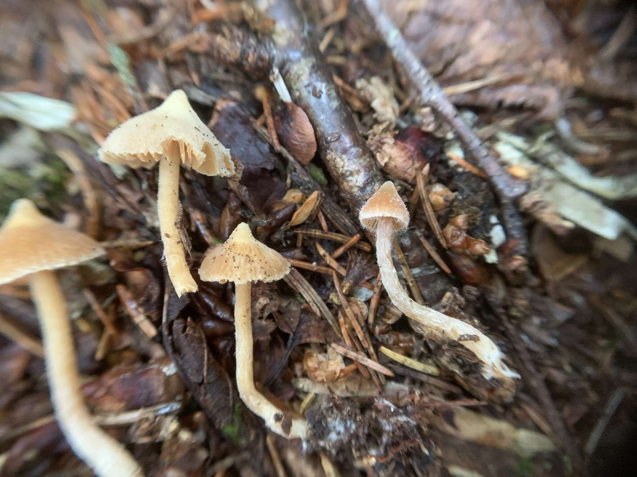 Image of Cortinarius acutus (Pers.) Fr. 1838