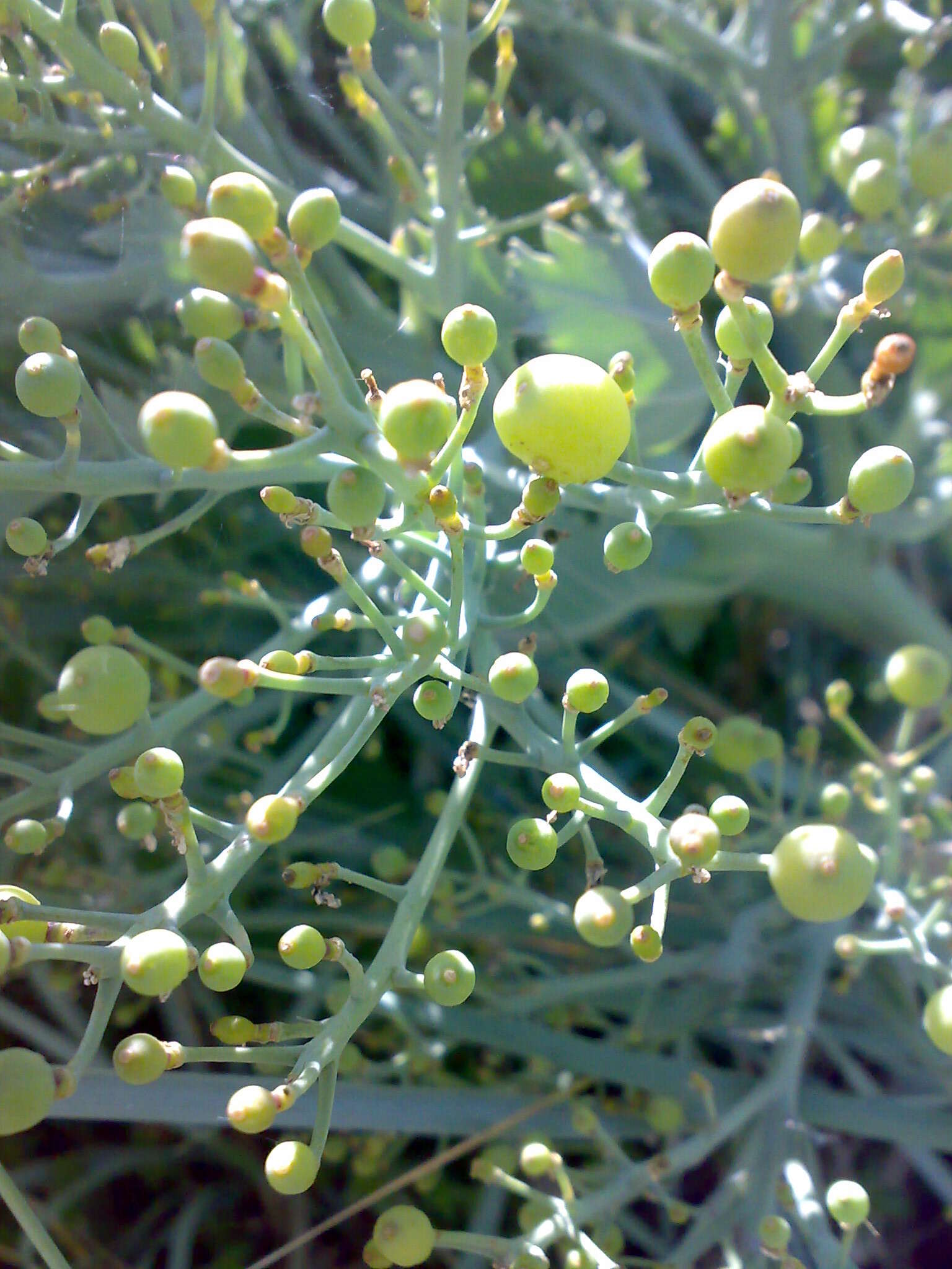 Image of sea kale