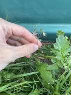 Image of Erodium chium (Burm. fil.) Willd.