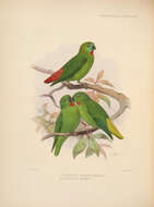 Imagem de Loriculus aurantiifrons Schlegel 1871